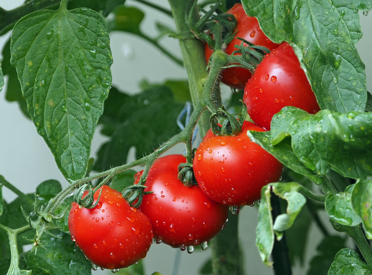 tomatoes-1561565_1280.jpg